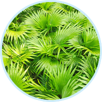 saw-palmetto
